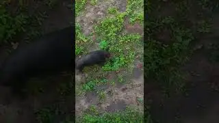 10.08.24г. Кабан зашёл в "гости"... нам не скучно.