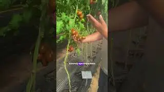 Томат с высоким содержанием антиоксидантов🍅