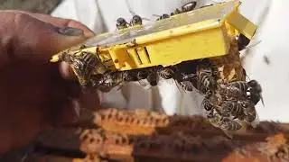 Когда и как нужно выпускать молодую матку в отводки