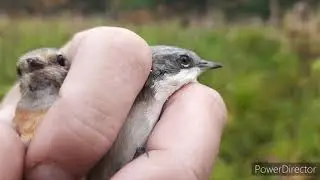 Catching songbirds 08/15/2021.