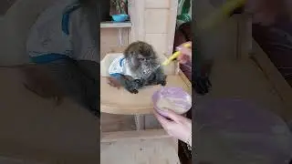 Каша и.... Зяма🤭🐒