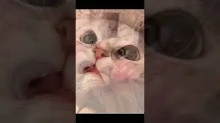 ах какие няшки 