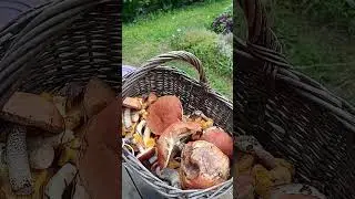 Грибы пошли