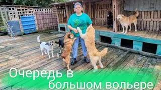 Очередь в большом вольере и курцхаар Ричард