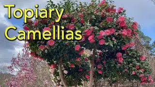 How To Prune Camellias into Topiary Balls - Japanese 'Niwaki Style' Cloud Pruning Tutorial.