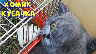 Как ХОМЯК кусал кошку.Маленькая кошка БУСЯ и соломинка.