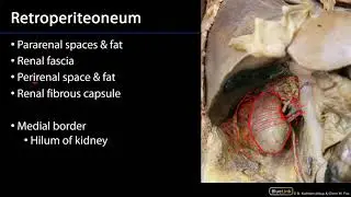Kidneys and Urinary System Dissection Supplement - Kidney