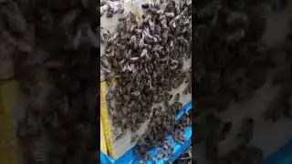 Рой пчёл возвращается в улей 