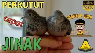 GUNAKAN AIR HANGAT AGAR BURUNG PERKUTUT CEPAT JINAK DAN GACOR