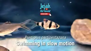 Puntigrus partipentazona (Pelampung Jaring / Malayan Tiger Barb)