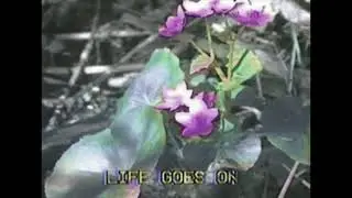 Eyedress - Jealous (Slowed+Reverb) - Slowsonance
