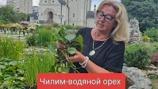 Водяной орех-чилим.Редкое водное растение в водоеме Раевского сада