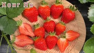 Хонг Ян‼️ Крупный, сладкий как лесная клубника👍👍👍