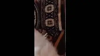 Мой щенок Пушек!!! Игривый, смешной!!!:)))
