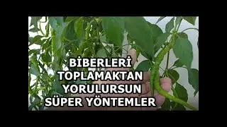 Saksıda Biber Fidesi Ekimi Biber Nasıl Yetiştirilir SÜPER YÖNTEMLER