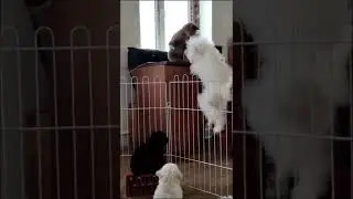 Tik Tok - лазерная указка и дерущиеся коты (приколы с кошками) 