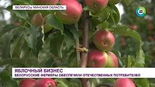 Яблони по пожеланиям: как фермерам Беларуси удалось наполнить плодами прилавки по всей стране?
