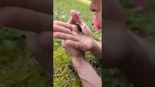 I kissed a beetle, mosquito, and a snail