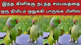 இந்த கிளிக்கு நடந்த சம்பவத்தை நீங்களே பாருங்க அதிர்ச்சி ஆகிடுவீங்க Tamil katta vandi