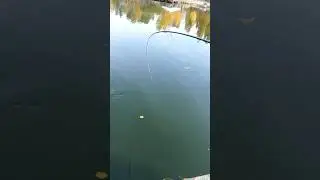 Хотела убежать под вы мостку 🤯 #щука #fishing #fish #fishingvideo #рыбалка #pike #pikefishing