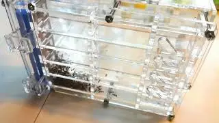 Все мои Муравьи! Обзор всех моих видов муравьев и не только!