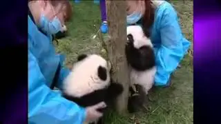 Cute Baby Panda Cubs Trying to a Climb Tree