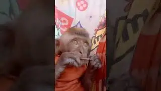 Popo ku🐒
