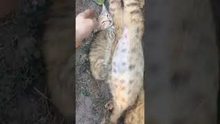 КОШКИ в ДЕРЕВНЕ