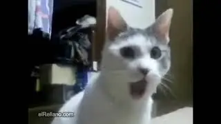 Gato ASOMBRADO Meme PLANTILLA