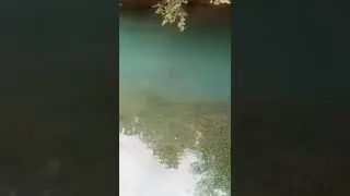 Рыба в реке в Новом Афоне