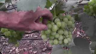 Grape variety 