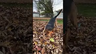 Our dog Marty playing in the fall leaves! 🐶🍁 