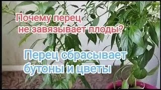 Почему перец не завязывает плодов? Причины осыпания  бутонов, цветов и завязей у перца.