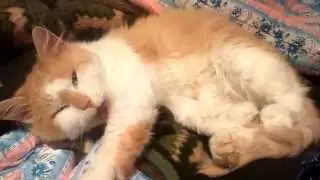 Коты чихают. Sneezing cats compliation 2015