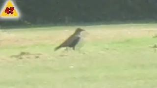 kwak etente vogels FTW!? #47