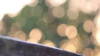 Golden Suns Dancing in a Mango Tree