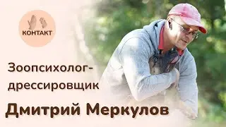 Возбуждение у собаки перед прогулкой. Дмитрий Меркулов