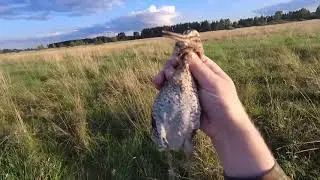 Охота на дупеля или коростель который смог.