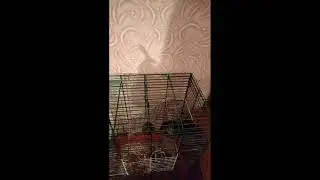 задавайте вопросы и задания) by👉🗿🤪🍋