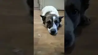 Овчарка, Белорусская ушастая! #собака
