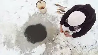 Проверяем  сеть  на  курье .