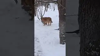 Баска и сорока
