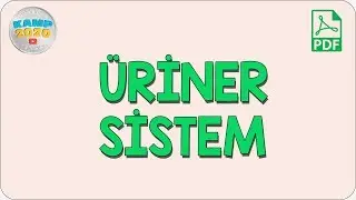 Üriner Sistem (Boşaltım Sistemi) | AYT Biyoloji 2020