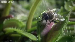 Fly