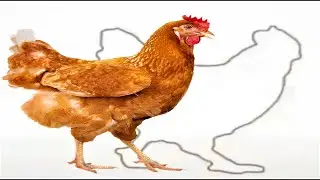 Trending Game 2020 - Catch the hen -The pause game - chicken - Tik Tok