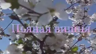 Пьяная вишня