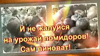 И не жалуйся теперь на урожай помидоров Сам виноват