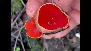 САРКОСЦИФА АВСТРИЙСКАЯ по-корейски. Sarcoscypha austriaca.