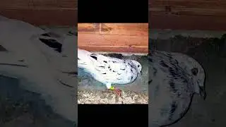 молодой армянский мрамор
