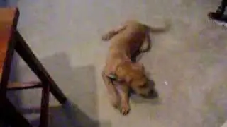 Steve learning tricks